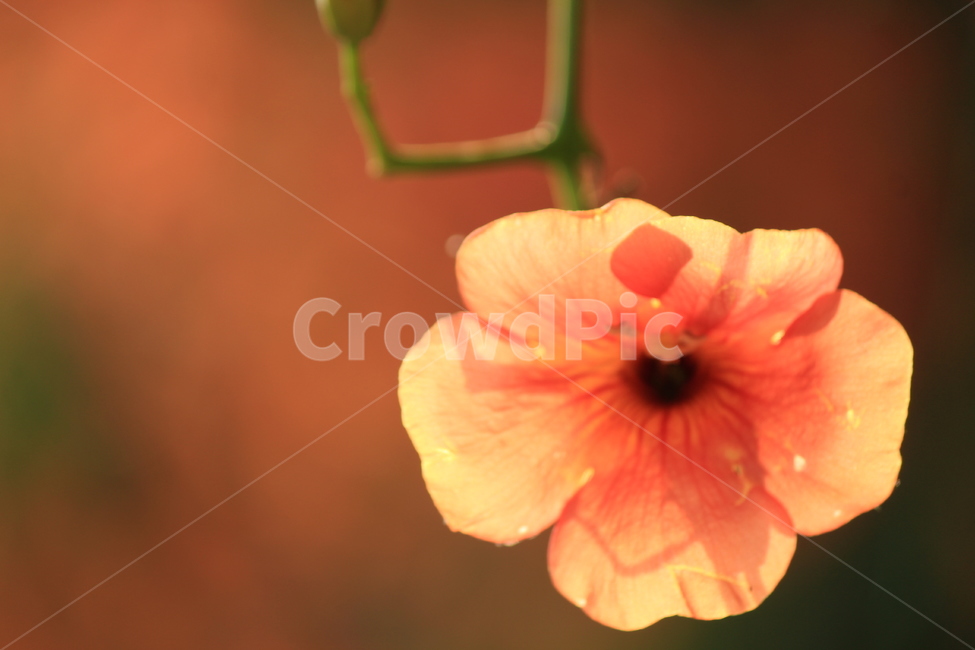 능소화,오렌지색,꽃,능소화꽃,아웃포커싱,식물,꽃한송이,식물,자연,plants,nature,꽃,flower