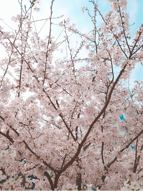 벚꽃,봄,cherryblossom,나무,spring,blossom,핑크색,분홍색,연분홍색,하늘,벚나무,pink,sky,예쁜,tree,벚꽃축제,flower,beautiful,식물,season,계절,자연,감성,봄,계절,spring,season,plant,꽃,cherry blossom
