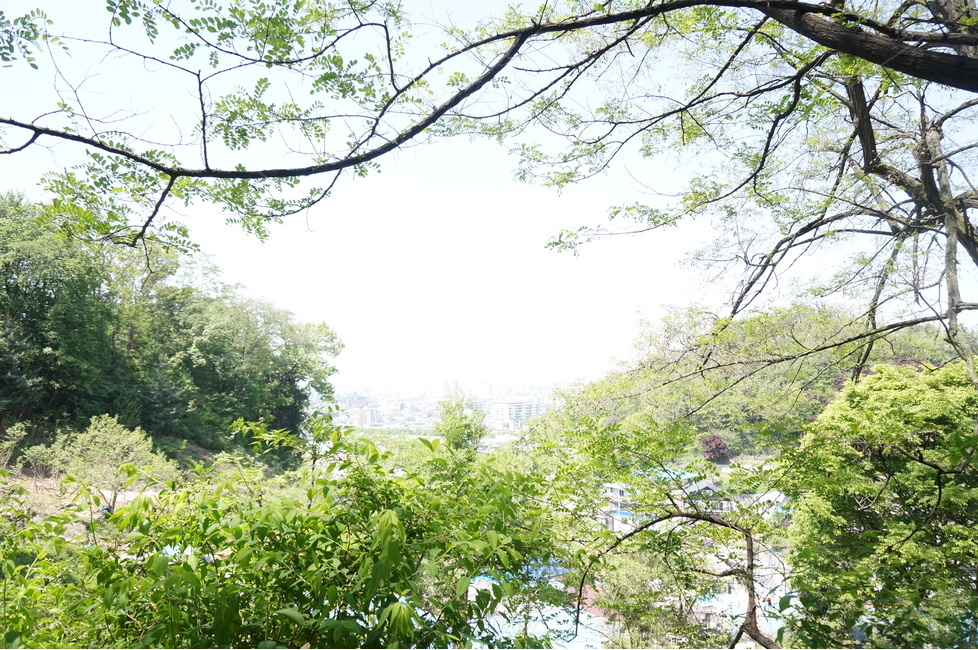 봄,상림공원,나무,초록,하늘,시원시원,상쾌,산책,자연,풍경,nature,landscape,식물,plants,나무,trees,wood,휴식,힐링,rest,relaxation,healing,vegetation,초목,plant,tree,outdoors,옥외