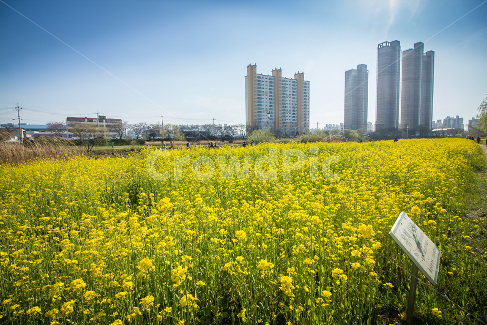 도시,유채꽃,꽃,봄꽃,flower,blossom,도심,city,downtown