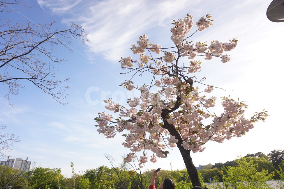 겹벚꽃,벚나무,벚꽃놀이,흰겹벚꽃,꽃,flower,봄,봄,계절,spring,season,식물,자연,plants,nature,나무,trees,wood,plant