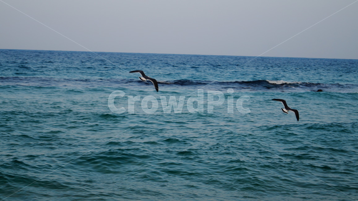 새,바다,새발자국,모래사장,파도,자연,풍경,nature,landscape,해변,바다,beach,sea,동물,animal,조류,새,birds,bird