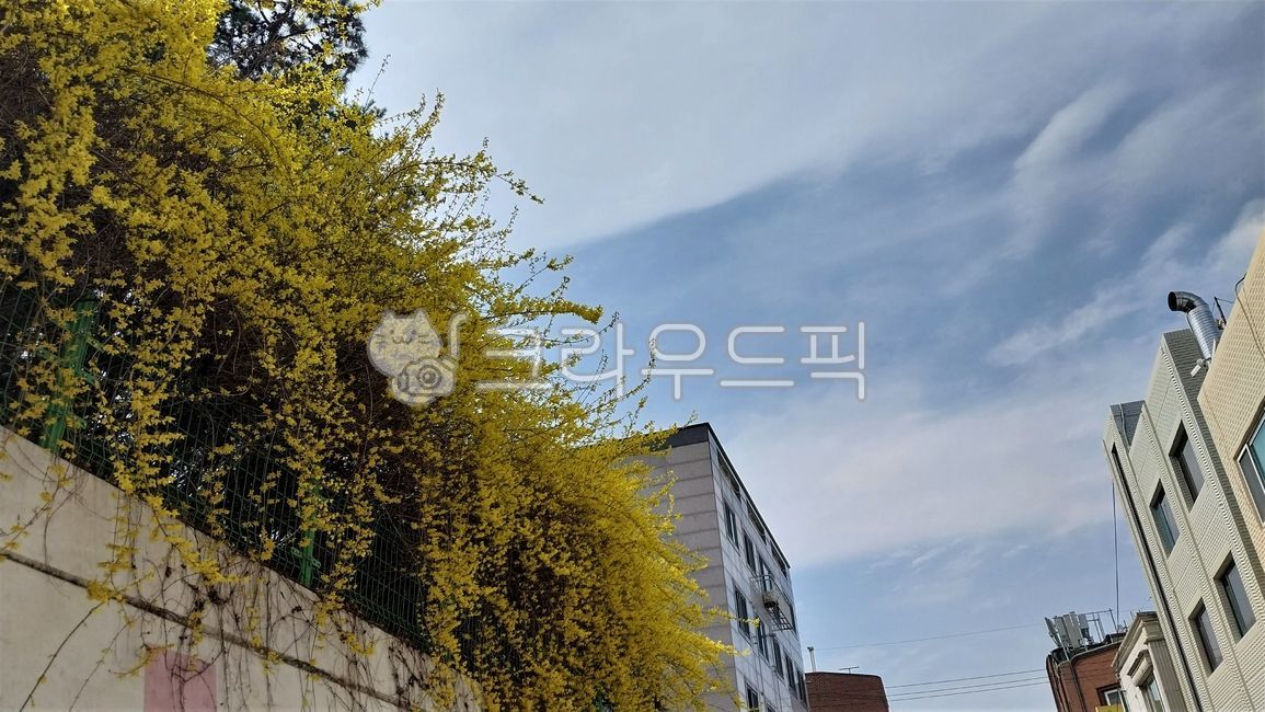 cloud,sky,forsythia,Wallpapers,forsythia flower,building,flower