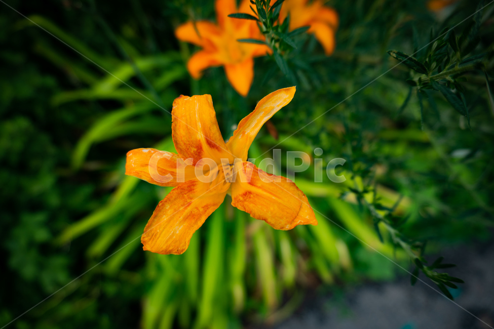 꽃,주황색,접사,백합,lily,flower,orange,plant,closeup