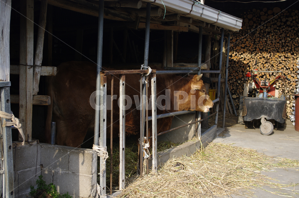 한우,소,동물,우리,장작,시골,농촌,동물,animal,포유류,mammal,산업,industry,industrial,목축업,목장,livestock farming,ranching,pasture