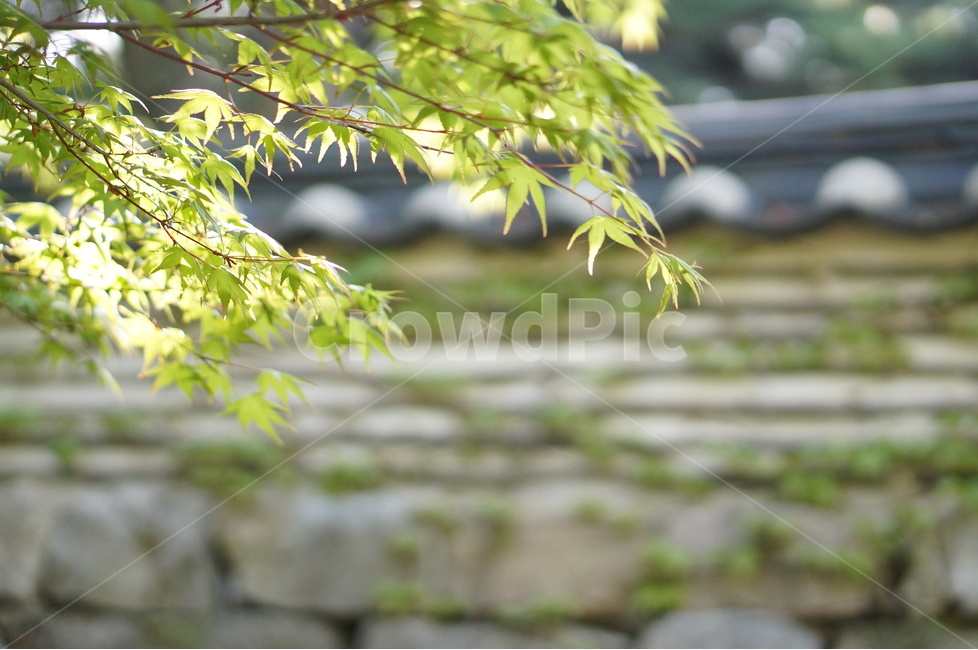 나무,잎사귀,초록,봄,햇살,빛비침,따스함,식물,자연,plants,nature,휴식,힐링,rest,relaxation,healing