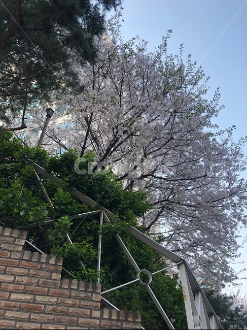 벚꽃,파란하늘,싱그러움,봄,자연풍경,5월,spring