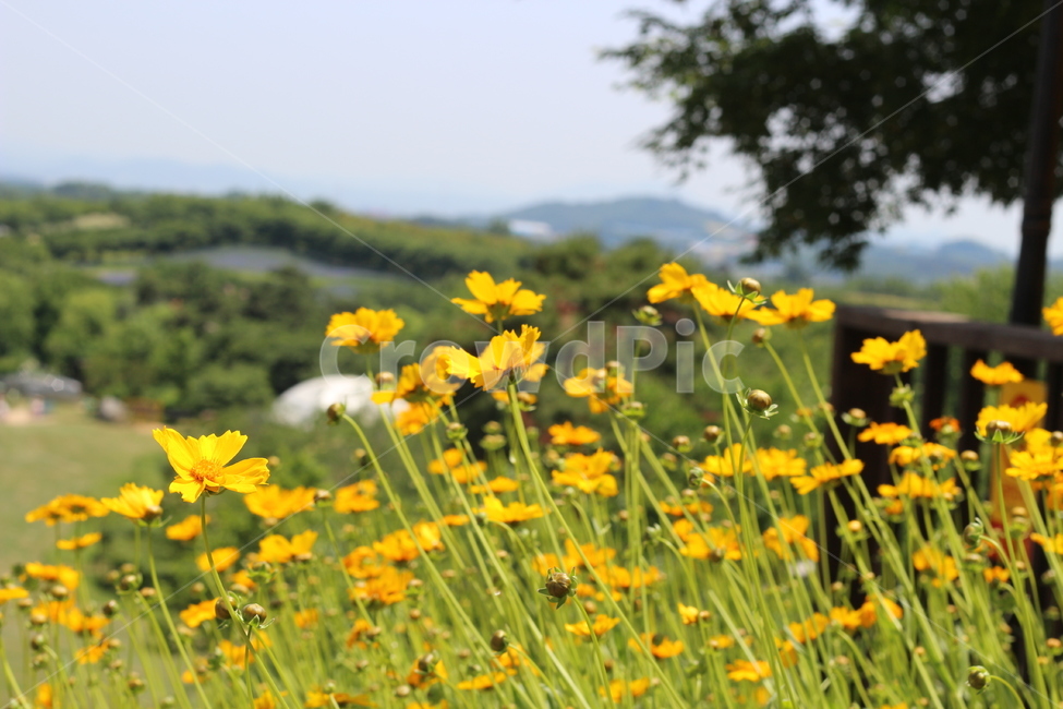 하늘,꽃,햇살,나뭇잎,코스모스,식물,자연,plants,nature,꽃,flower