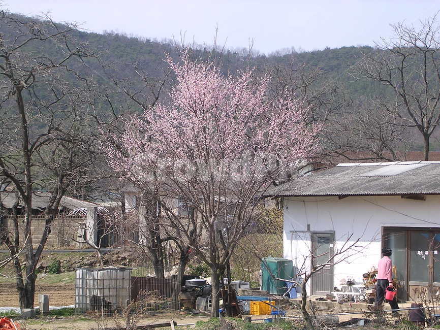 나무,tree,주택,housing,house,들판,농촌,꽃,봄,계절,spring,season,plant,식물