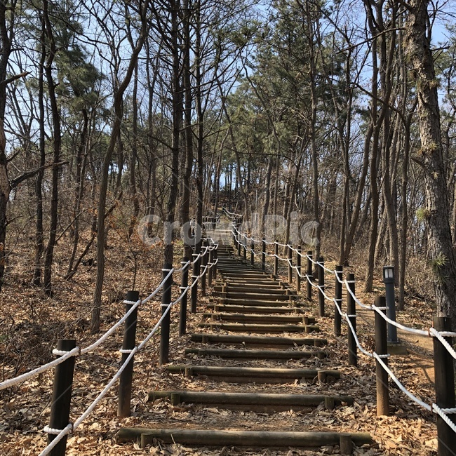 산책길,나무,handrail,난간,자연,식물,계단,stairs,nature,tree,숲