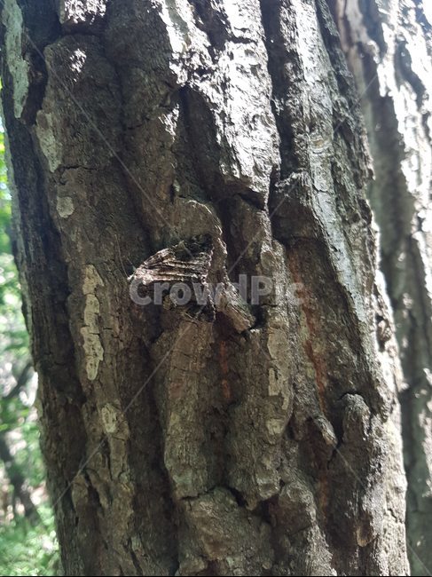 tree bark,transform,chameleon,moth,tree