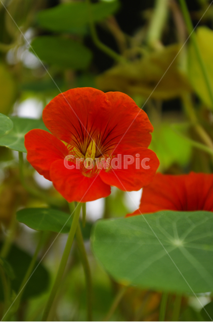 꽃,식물,flower,plant,한련,식물,자연,plants,nature,꽃,flower