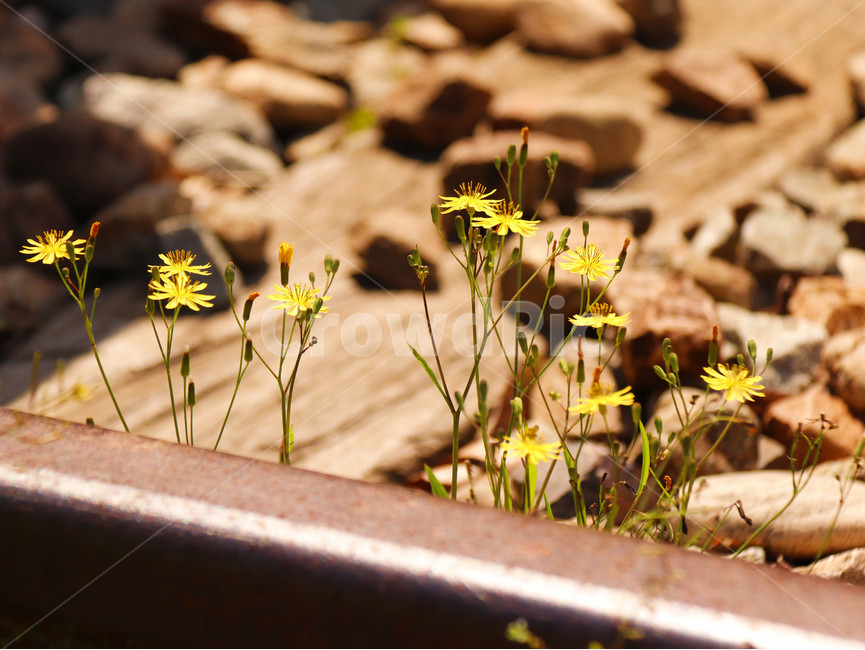 씀바귀,철길,기차역,봄,봄꽃,야생화,식물,자연,plants,nature,꽃,flower