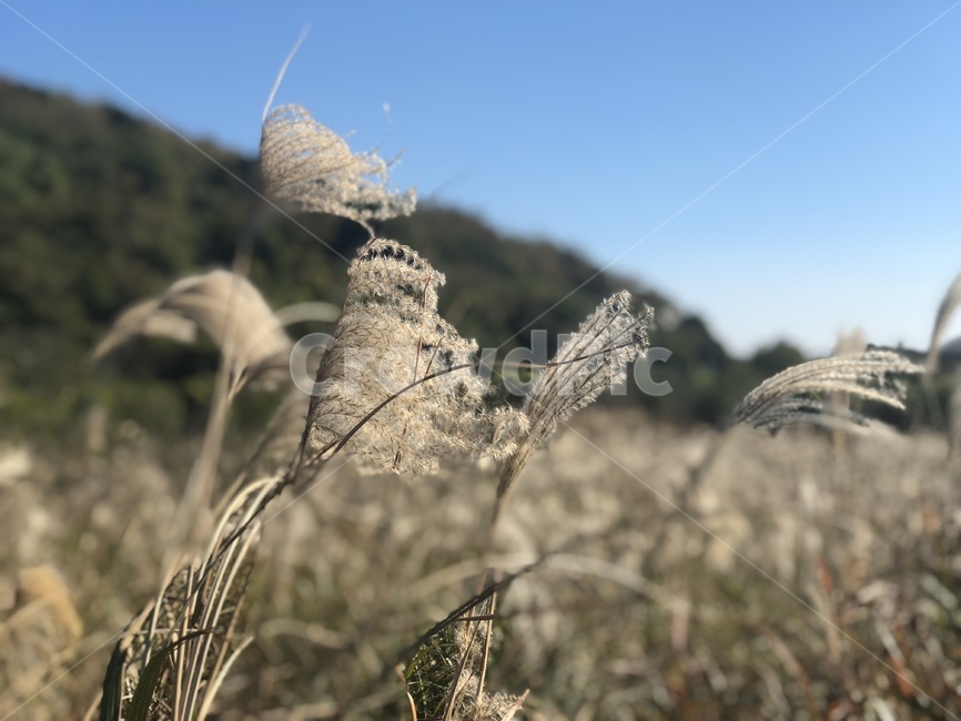 가을,갈대,억새,자연풍경,풍경,자연,휴식,가을,계절,fall,autumn,season,자연,풍경,nature,landscape,grass,잔디,plant,식물,lawn