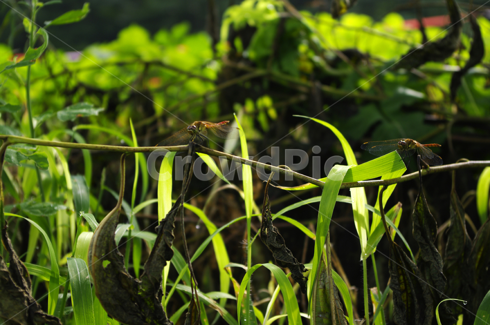 곤충,잠자리,식물,plant,초록,풀,식물,자연,plants,nature,동물,animal,곤충,벌레,insect,bug