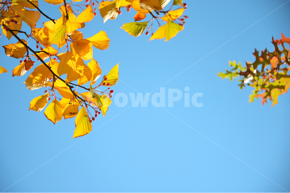 sky,nature,red fruit,tree,bluesky,leaf,sun,sunny day,Maple leaf,beautiful,sunlight,fall,beutiful,plant,maple,Sorbus pear tree,autumn,sunny,Maple