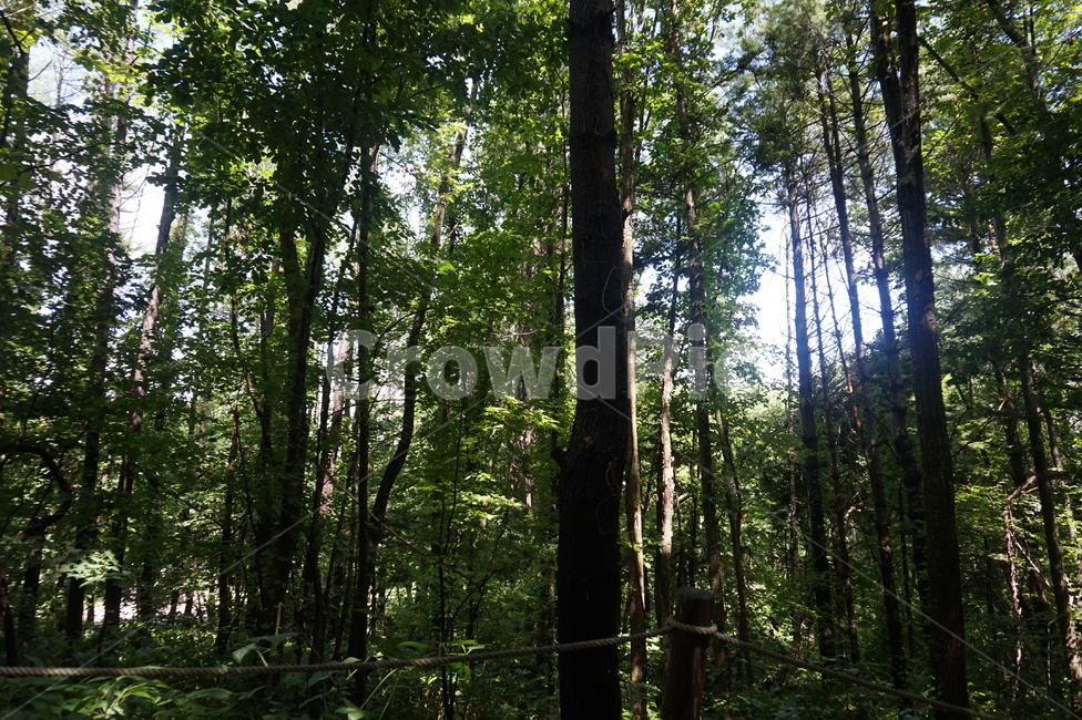 일본,홋카이도,북해도,자연,숲,나무,자연,풍경,nature,landscape,tree,plant,식물,vegetation,초목,land,땅,woodland,삼림지,outdoors,옥외,forest