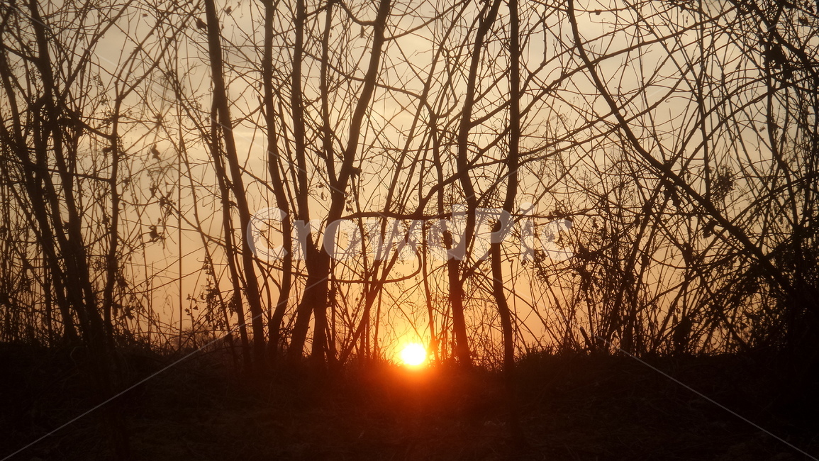 해,태양,해넘이,석양,나무,자연,sun,자연,풍경,nature,landscape,outdoors,옥외,sky,하늘,dawn,새벽,red sky,붉은 하늘,sunset,일몰,dusk,황혼