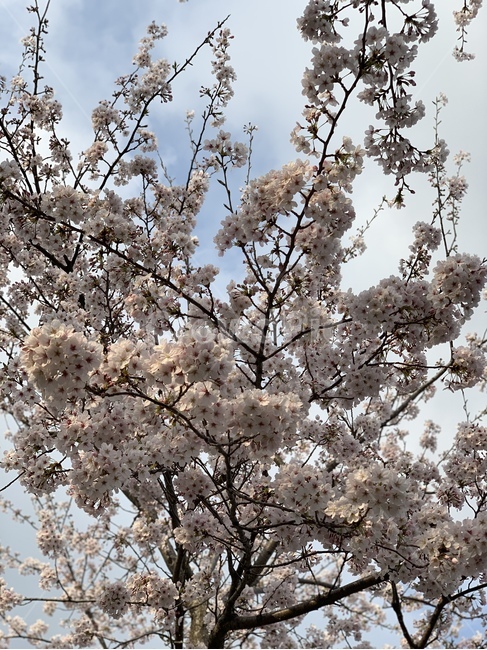 벚꽃,꽃놀이,봄,벚꽃놀이,cherryblossom,만개,개화