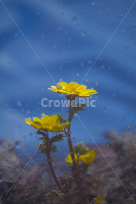 spring flowers,Bokseokcho,Spring news,yellow flower,Emotional photo