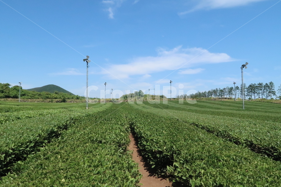 nature,자연,outdoors,옥외,제주도,제주,보타닉,초록,하늘,푸른하늘,공원,풀,식물,봄,배경화면,jeju,jejuisland,botanic,green,grass,sky,bluesky,park,plant,spring,background