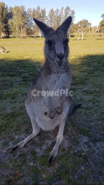 kangaroo,캥거루,animal,sydney,australia,시드니,호주,동물,공원,park,동물,animal,포유류,mammal
