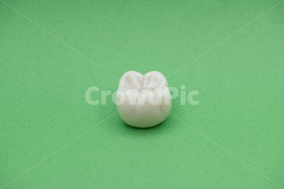 치과,치아,대구치,구치,어금니,dental,molar,tooth,의료,의학,병원,medical,hospital,clinic
