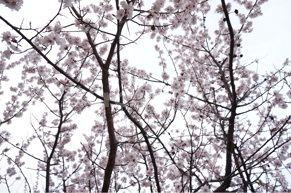 벚꽃,벚꽃나무,벚꽃잎,봄꽃,벚나무,봄,계절,spring,season,식물,자연,plants,nature,꽃,flower,plant,blossom,cherry blossom