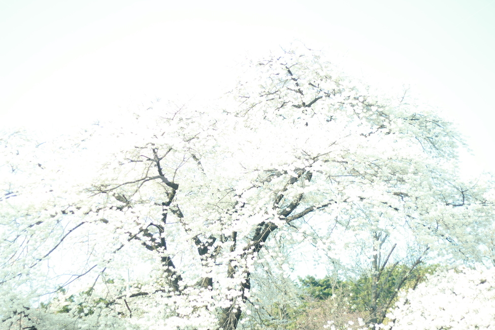 꽃,봄꽃,식물,flower,spring,봄,계절,spring,season,식물,자연,plants,nature,꽃,flower