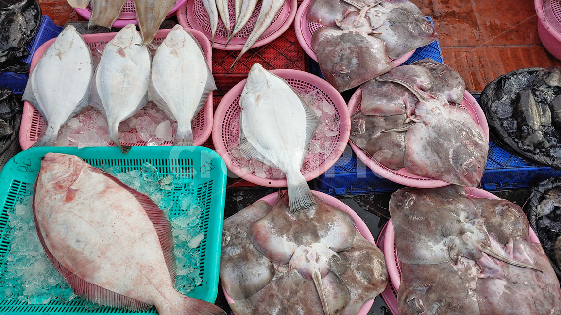 수산물,음식,푸드,해물,해산물,바다생물,다양한,좌판,노점,피쉬,fish,신선한,fresh,배경,바탕,백그라운드,어시장,animal,동물,생선,생선가게,수산시장,한국적,우리것,어종,갑오징어,오징어,먹물,가오리,가자미,도미,홍어,수산물,해산물,fishery products,seafood