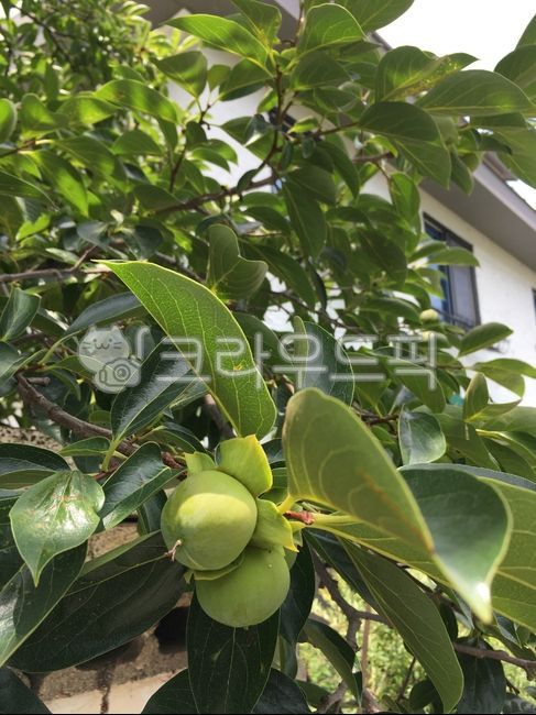 감,감나무,식물,집,persimmon,persimmontree,house,food,음식,fruit,과일