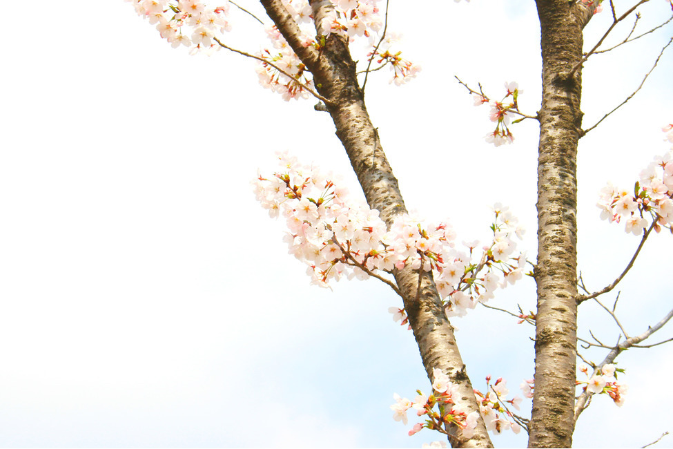 봄,감성사진,일상,풍경,꽃,벚꽃,풍경사진,하늘,cherryblossom,daily,sky,flower,spring,봄,계절,spring,season,식물,자연,plants,nature,꽃,flower,plant