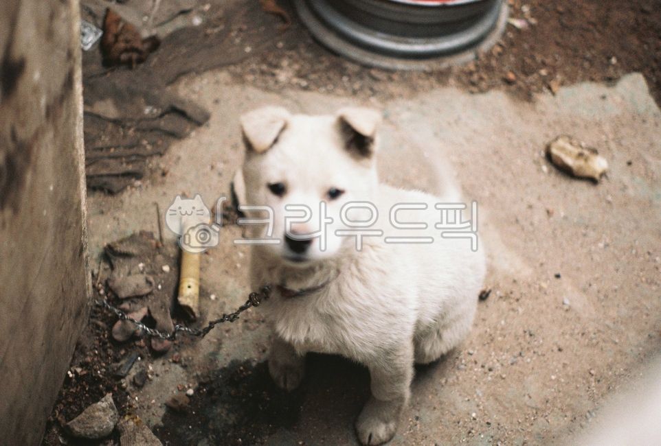 개,백구,진돗개,애완동물,동물,pet,animal,dog,흰강아지,하얀색,흰개,강아지,반려견,미소,doggy,포유류,멍멍이,행복,웃음,puppy,기쁨,아름다운,예쁜,반려동물,시골개,감정,감성적인,감성이미지