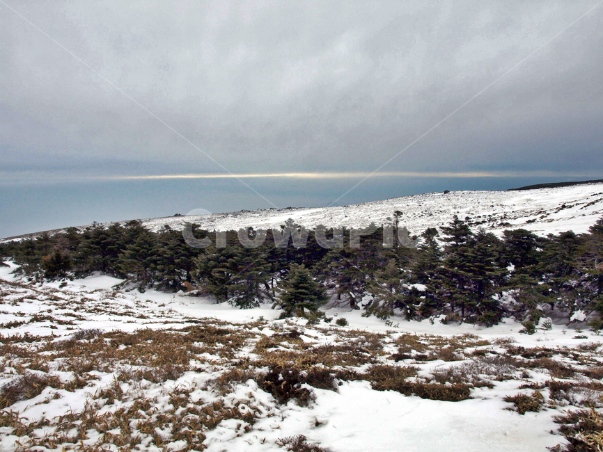 어리목,제주도,한라산,겨울산,겨울,설경,설화,눈,겨울,계절,winter,season,자연,풍경,nature,landscape,tree,나무,plant,식물,fir,전나무
