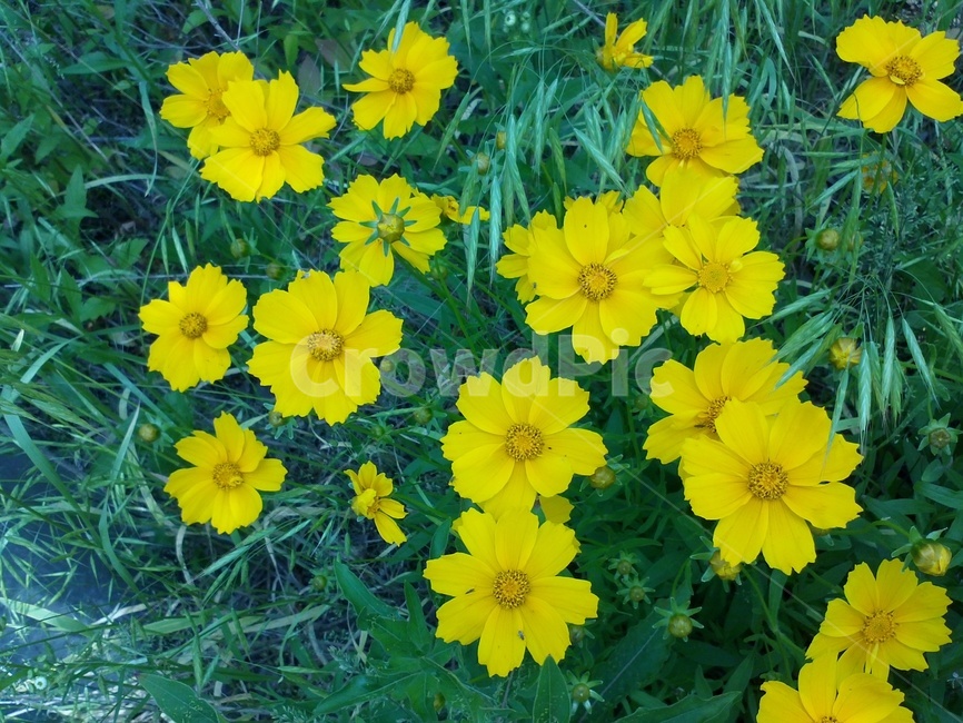 금계국,국화과,원예식물,노란색꽃,두해살이풀,식물,자연,plants,nature,꽃,flower