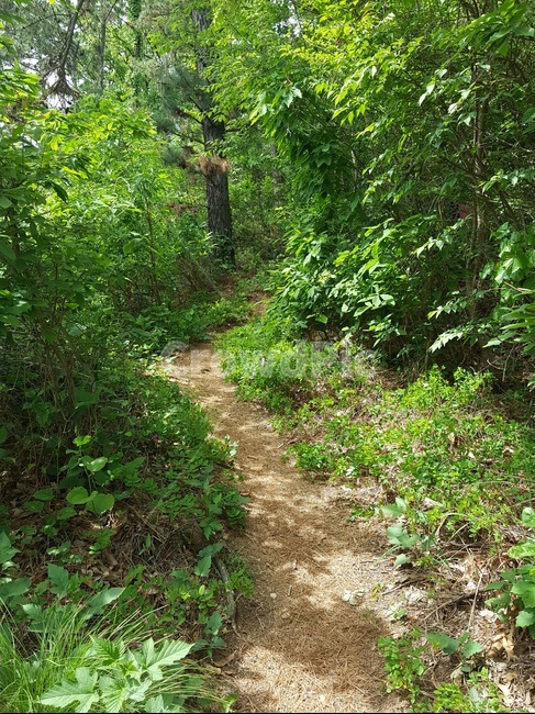 산,수풀,자연,등산,우거진