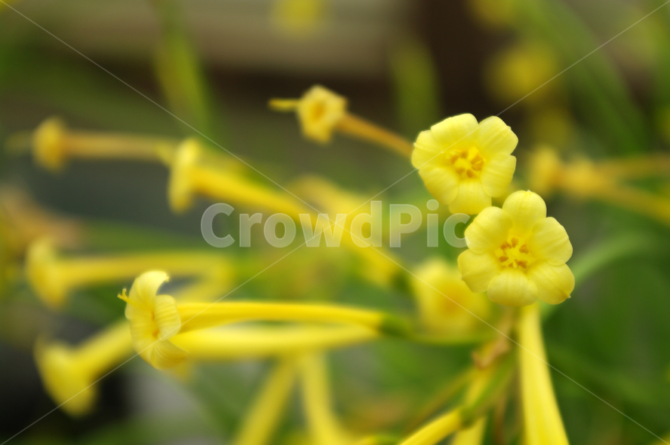 꽃,flower,식물,color,키르탄더스,식물,자연,plants,nature,꽃,flower