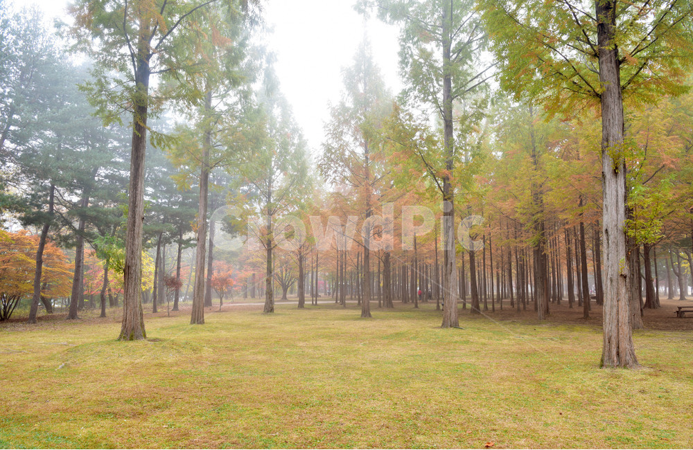 메타세콰이아,수삼나무,metasequoia,자연,숲,화석식물,가을,계절,fall,autumn,season,자연,풍경,nature,landscape,식물,plants,나무,trees,wood,grass,잔디,plant,tree