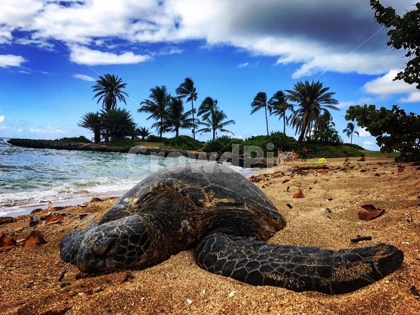 turtle,터틀,sealife,거북이,해양생물,animal,동물,바다,ocean,sea,대양,usa,hawaii,nature,자연,water,물,해안선,shoreline,하와이,야자수,동물,animal,파충류,양서류,reptile,amphibian