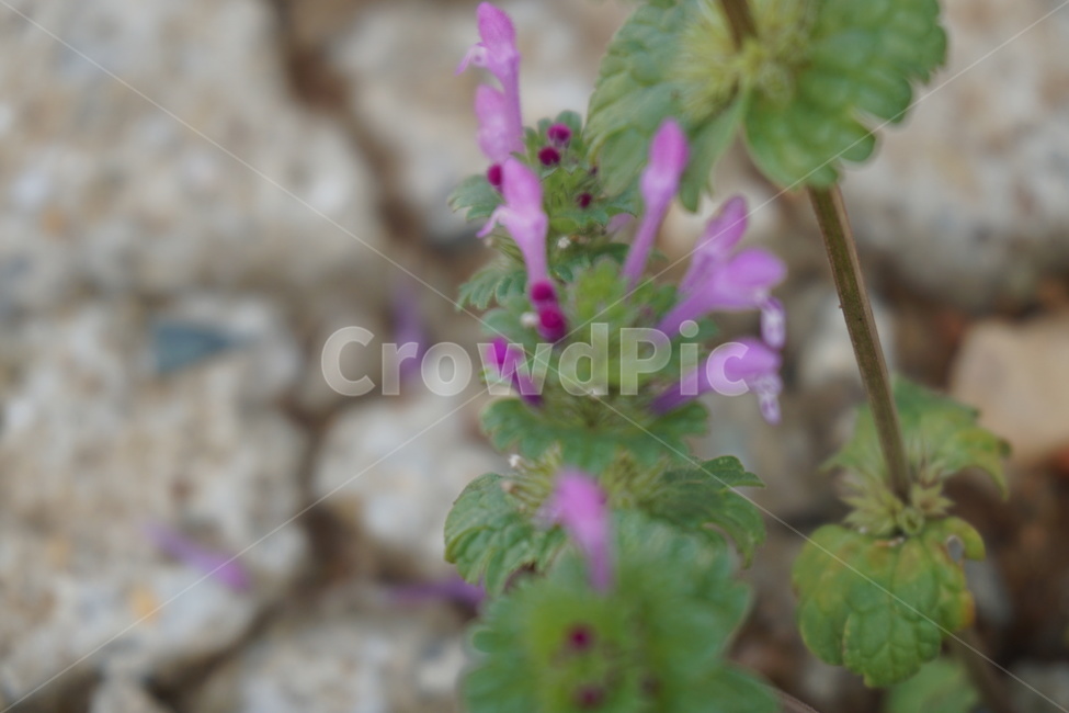 봄,4월,풀꽃,보라색,녹색,돌,작은꽃,봄,계절,spring,season,식물,자연,plants,nature,꽃,flower,plant