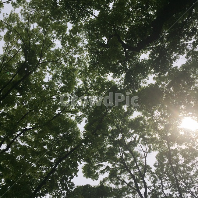 plant,나무,여름,식물,빛,플레어,식물,자연,plants,nature