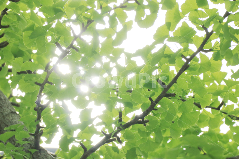 나뭇잎,봄,식물,자연,배경,배경이미지,초록,잎,잎사귀,나무,식물,자연,plants,nature