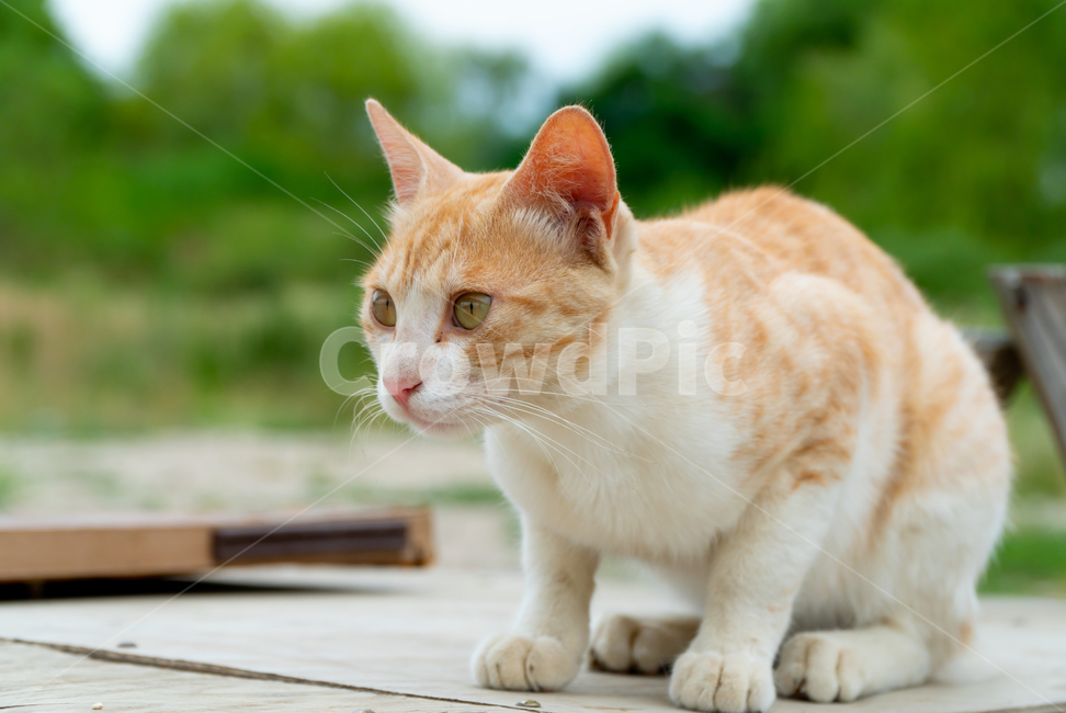 stains,beauty,yellow,wild animals,cute,life,kitty,attractiveness,kitten,stray cat,cat,streetcat,pet,wildcat,lovely,nature,gato,neko,wildanimal,Pets,animal,wild,mammalia