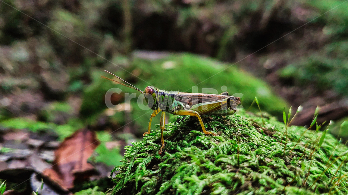 plant,곤충,벌레,나뭇잎,메뚜기,이끼,moss,자연,곤충,벌레,insect,bug