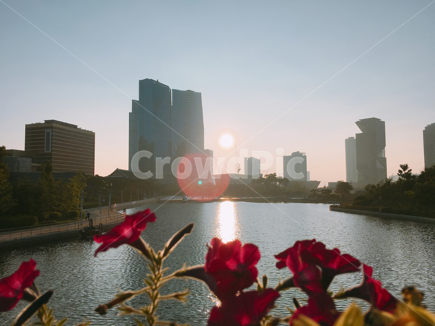 light,빛,flare,플레어,송도,꽃,flower,식물,노을,sunset
