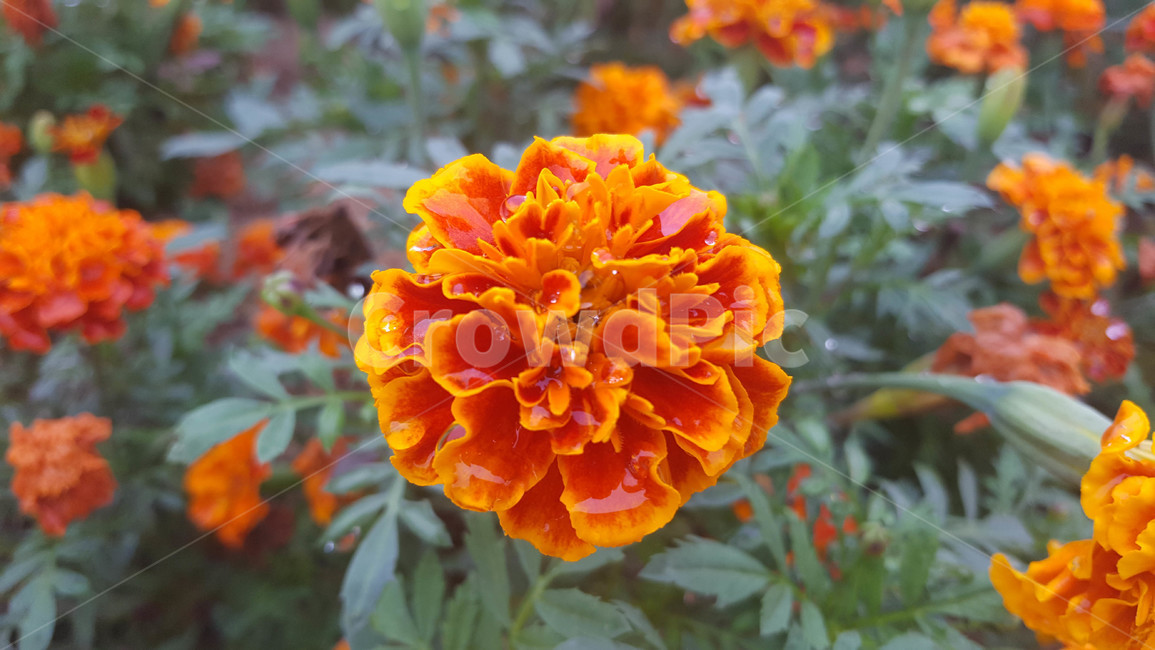 봄,식물,꽃,근접,flower