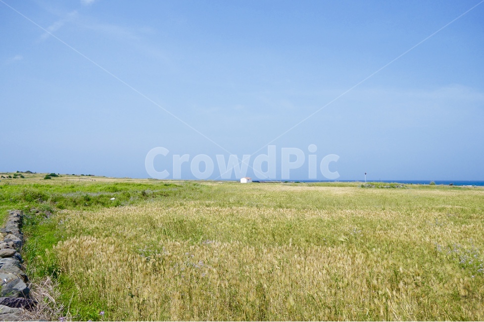 제주,풍경,보리밭,가파도,봄,청보리,봄,계절,spring,season,자연,풍경,nature,landscape,한국자연풍경,한국자연경관,korea nature landscape,제주도,jeju,jeju island,outdoors,옥외,grassland,목초지,field,들