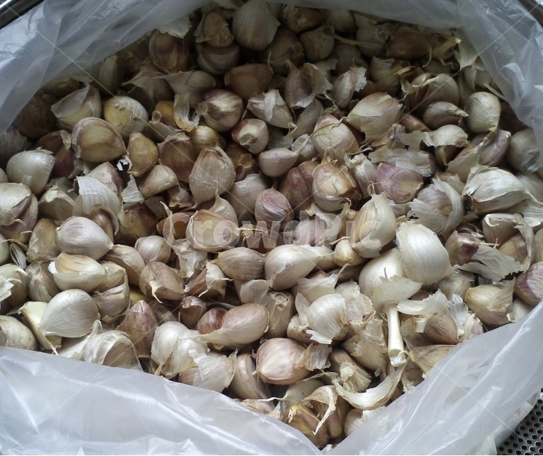 마늘,백합과,약용식물,다년생초본식물,산(蒜),음식,식재료,요리,food,cook,meal,dishes,food reserves