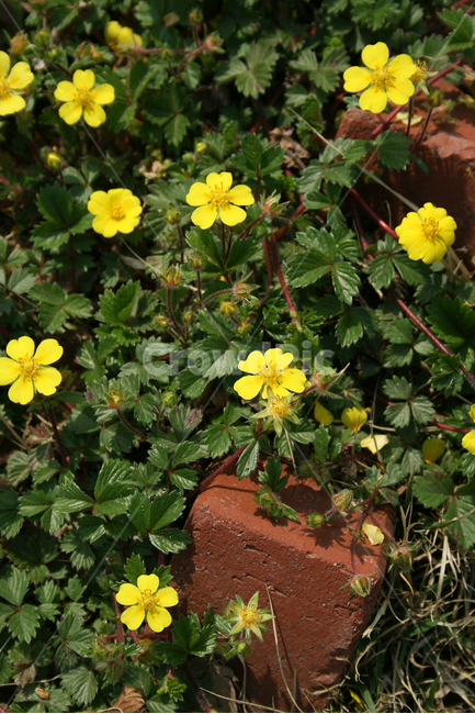 양지꽃,봄,봄날,봄풍경,감성,spring,flower,공원,풍경,식물,새싹,잎,초록,꽃,노란색,봄,계절,spring,season,식물,자연,plants,nature,꽃,flower,geranium,제라늄,plant,blossom