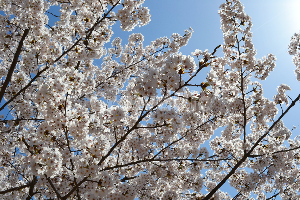 벚꽃,봄,꽃,벚나무,봄꽃,cherryblossom,spring,flower,봄,계절,spring,season,식물,자연,plants,nature,꽃,flower,plant,blossom